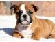 English Bulldog Puppies for sale in Old Country Rd, Mineola, NY, USA. price: NA