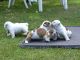 English Bulldog Puppies for sale in Bronx, NY 10460, USA. price: NA
