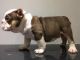 English Bulldog Puppies for sale in NC-49, Concord, NC, USA. price: NA