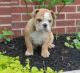 English Bulldog Puppies for sale in Houston Ave, Hudson, FL 34667, USA. price: NA