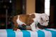 English Bulldog Puppies for sale in Henderson, CO, USA. price: NA