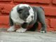 English Bulldog Puppies for sale in Milford, MA 01757, USA. price: NA