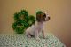 English Bulldog Puppies for sale in Elkton, MD 21921, USA. price: NA