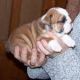 English Bulldog Puppies for sale in Warren, PA 16365, USA. price: NA