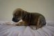 English Bulldog Puppies for sale in Elkton, MD 21921, USA. price: NA