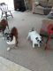 English Bulldog Puppies for sale in Bloomingdale, MI 49026, USA. price: NA