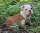 English Bulldog Puppies for sale in Austin St, Corpus Christi, TX, USA. price: NA