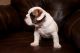 English Bulldog Puppies for sale in Northbrook, IL 60062, USA. price: $400