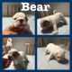 English Bulldog Puppies for sale in Billings Dr, Normal, IL 61761, USA. price: NA