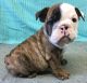 English Bulldog Puppies for sale in Raleigh, NC, USA. price: NA