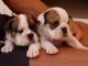 English Bulldog Puppies for sale in Milwaukee, WI, USA. price: NA