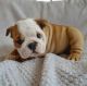 English Bulldog Puppies for sale in Hartford, CT, USA. price: NA
