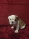 English Bulldog Puppies for sale in New Haven, CT, USA. price: $2,200