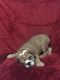 English Bulldog Puppies for sale in New Haven, CT, USA. price: $1,900