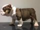 English Bulldog Puppies for sale in Sacramento, CA 94297, USA. price: NA