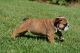 English Bulldog Puppies for sale in California, MD, USA. price: NA