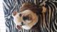 English Bulldog Puppies for sale in Trenton, SC 29847, USA. price: $1,900