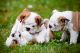English Bulldog Puppies for sale in Dallas, TX 75270, USA. price: NA