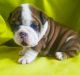 English Bulldog Puppies for sale in Arkansas County, AR, USA. price: NA