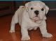 English Bulldog Puppies for sale in Hollywood, FL 33027, USA. price: $2,899