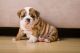 English Bulldog Puppies for sale in California St, San Francisco, CA, USA. price: NA