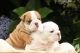 English Bulldog Puppies
