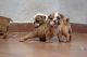 English Bulldog Puppies for sale in Walnut, CA, USA. price: NA