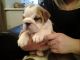 English Bulldog Puppies for sale in Flower Mound Rd, Flower Mound, TX, USA. price: NA