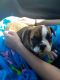 English Bulldog Puppies for sale in Four Oaks, NC 27524, USA. price: NA