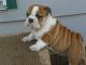 English Bulldog Puppies for sale in NC-55, Fuquay Varina, NC 27526, USA. price: $300