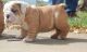 English Bulldog Puppies for sale in Eustis, FL, USA. price: NA