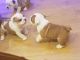 English Bulldog Puppies for sale in Eustis, FL, USA. price: NA