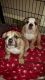 English Bulldog Puppies for sale in Lawrence, KS 66044, USA. price: $300