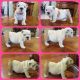 English Bulldog Puppies for sale in Pico Rivera, CA, USA. price: $2,300