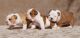English Bulldog Puppies for sale in Anchorage, AK, USA. price: $1,500