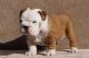 English Bulldog Puppies for sale in Houston, TX 77001, USA. price: NA