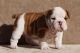 English Bulldog Puppies for sale in Southfield, MI, USA. price: NA