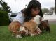 English Bulldog Puppies for sale in Texas Ave, Houston, TX, USA. price: NA