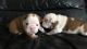 English Bulldog Puppies for sale in TX-121, Blue Ridge, TX 75424, USA. price: NA