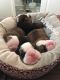 English Bulldog Puppies for sale in Cumming, GA, USA. price: $2,500