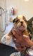 English Bulldog Puppies for sale in Portland, ME, USA. price: $550