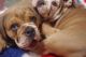 English Bulldog Puppies for sale in Oklahoma City, OK 73101, USA. price: NA