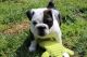 English Bulldog Puppies for sale in West Sacramento, CA, USA. price: $3,200