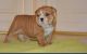 English Bulldog Puppies for sale in Brooklyn, MS 39425, USA. price: NA
