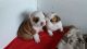 English Bulldog Puppies for sale in Jacksonville Beach, FL, USA. price: NA