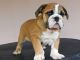 English Bulldog Puppies for sale in Sammamish, WA, USA. price: NA