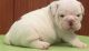 English Bulldog Puppies for sale in Lancaster, SC 29720, USA. price: NA