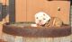 English Bulldog Puppies for sale in Kansas City, MO, USA. price: NA