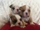 English Bulldog Puppies for sale in Nashville, TN, USA. price: NA