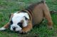 English Bulldog Puppies for sale in New Market, Elko New Market, MN 55054, USA. price: NA